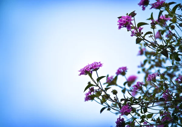 Krásné růžové kvítky — Stock fotografie