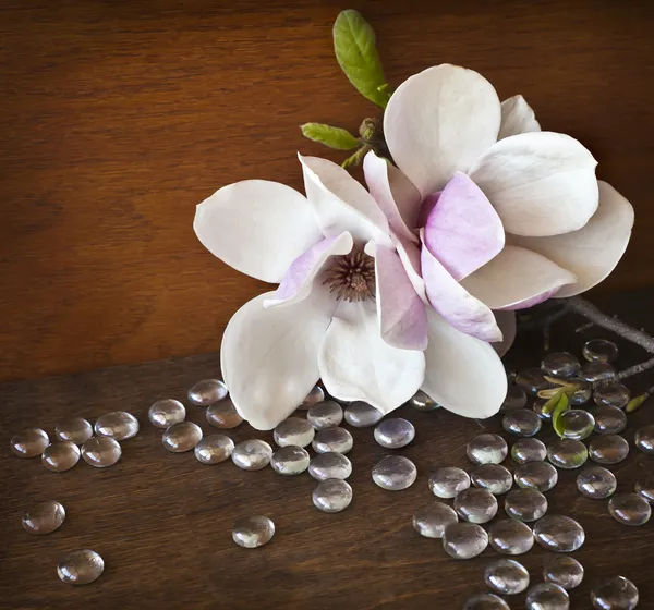 Hermosas flores magnolia — Foto de Stock