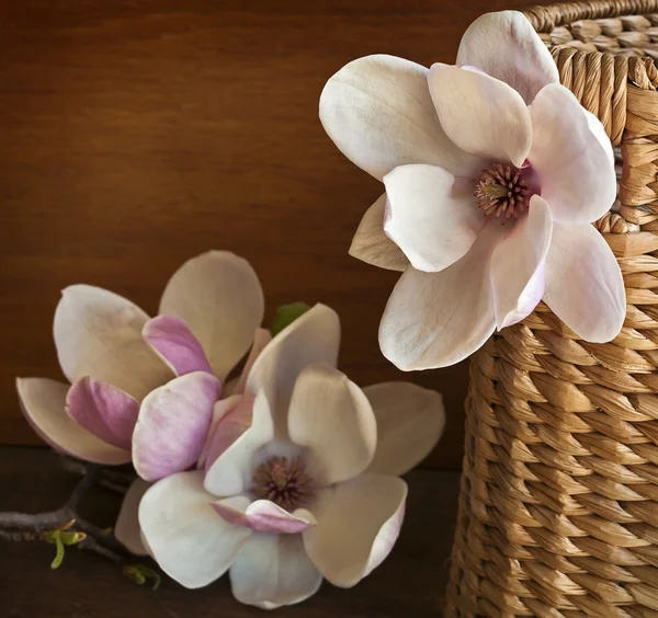 Hermosas flores magnolia — Foto de Stock