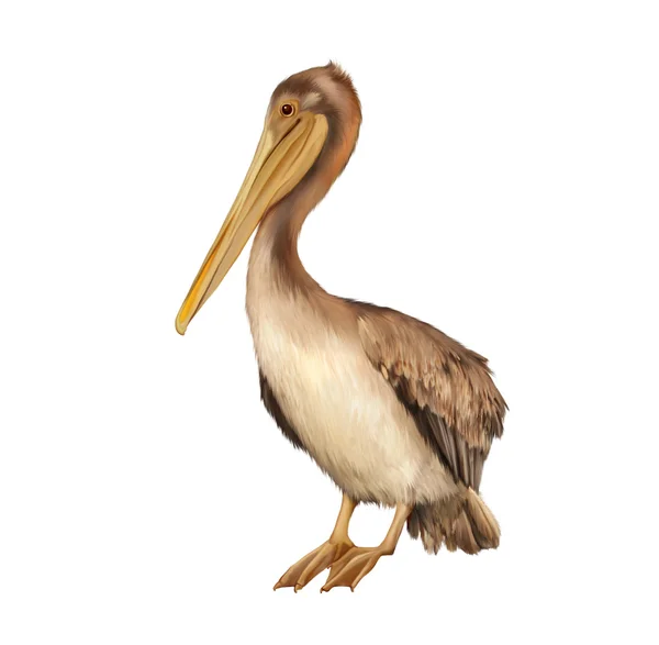 Pelican — Stock Photo, Image