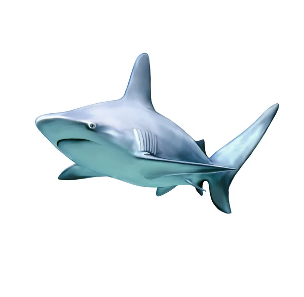 Grande tubarão-recife cinzento — Fotografia de Stock