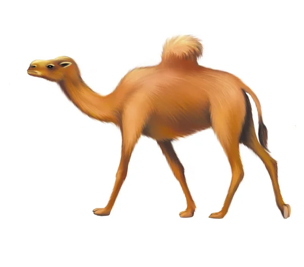 Camello. —  Fotos de Stock