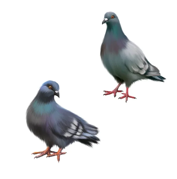 Dva šedé holubice — Stock fotografie