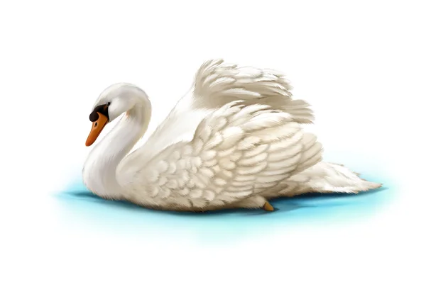 Bílá labuť ve vodě — Stock fotografie