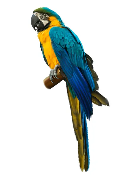 Colorful blue parrot macaw Stock Photo