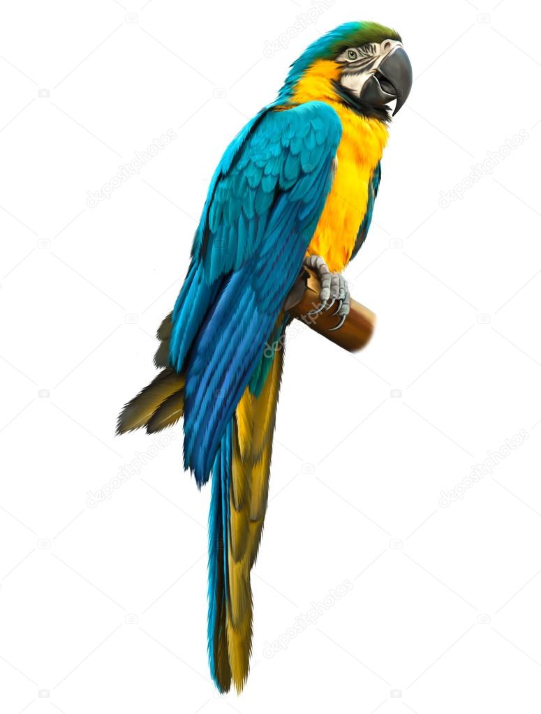 Ara pappagallo colorato blu isolato su sfondo bianco — Foto di artnature