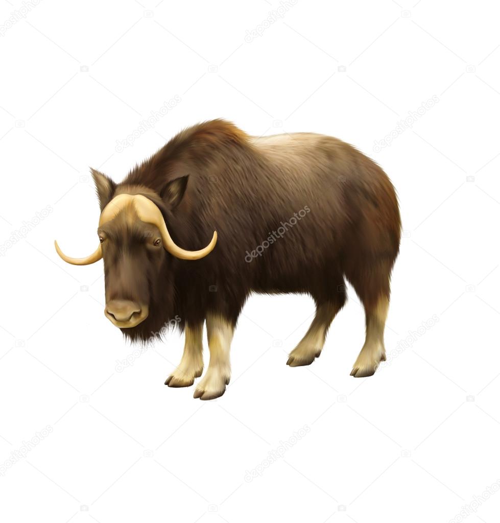 Illustration of musk-ox