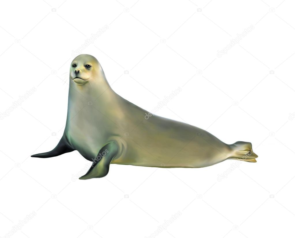 一只快乐的海豹填色页（免费PDF\u0026PNG 可打印）, image size:1023x825