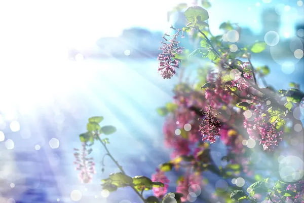 Kleine rote Blüten — Stockfoto