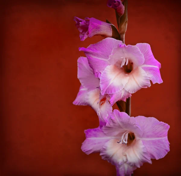 Pink glaudiolus flower — Stock Photo, Image