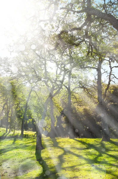 Jarní příroda pozadí se sluníčkem — Stock fotografie