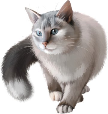 Kedi.