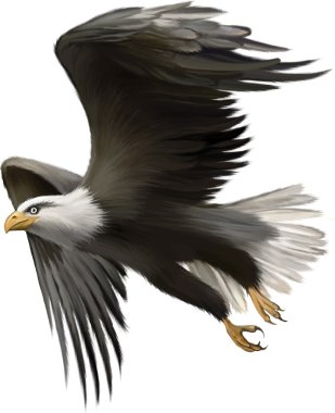Amerikan kel kartal vektör çizim
