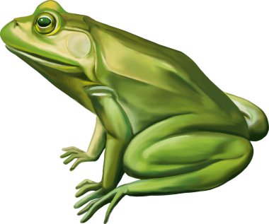 Green frog clipart