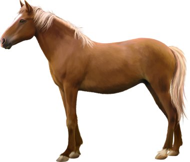 karışık breed horse