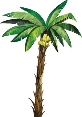 muz palmiye ağaç bitki