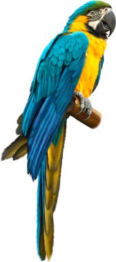 Colorful blue parrot macaw