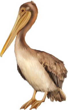 pelikan