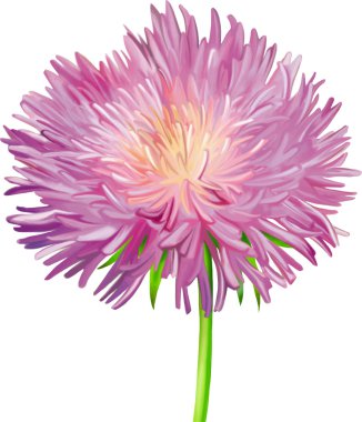 Thistle çiçek