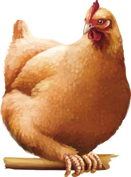 Gallina marrón — Vector de stock