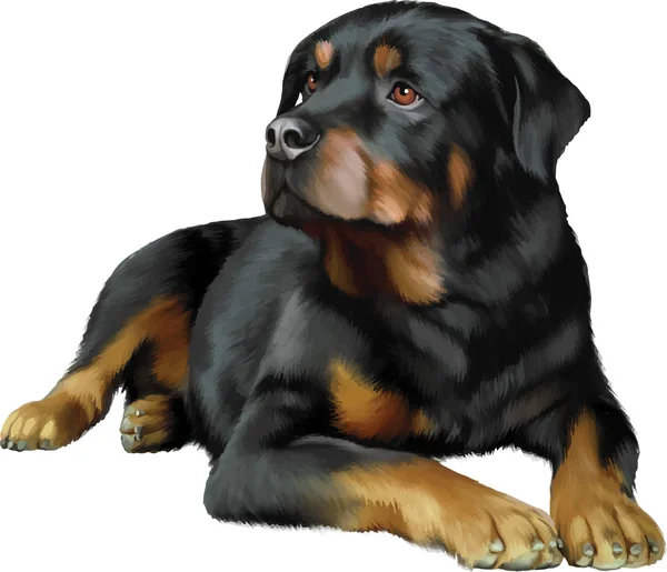 Rottweiler köpek — Stok Vektör