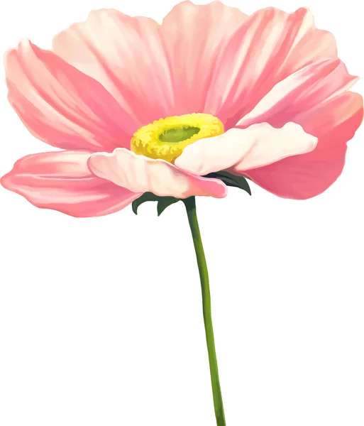 Tender pink poppy flower — Stock Vector