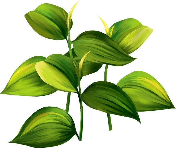 Ilustração vetorial de folhas tropicais verdes — Vetor de Stock