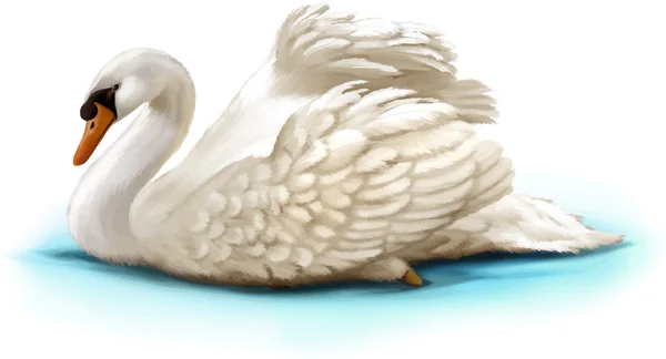 鳥の白鳥の泳ぐ — ストックベクタ