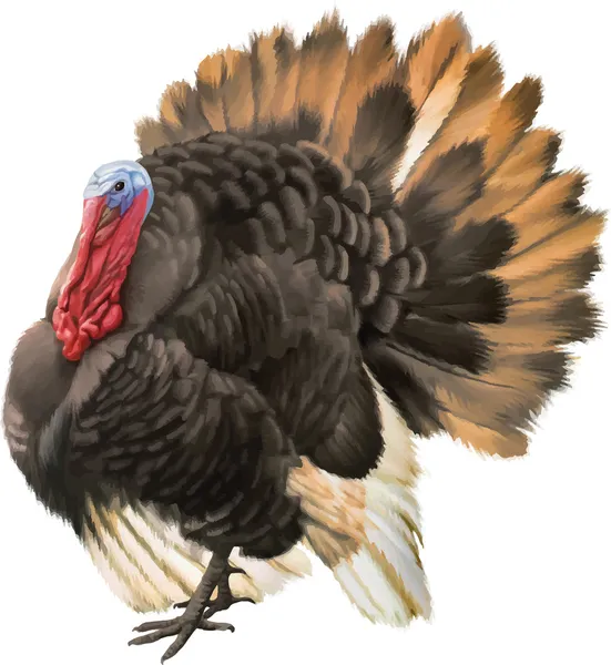 Grande hermoso pavo macho — Vector de stock