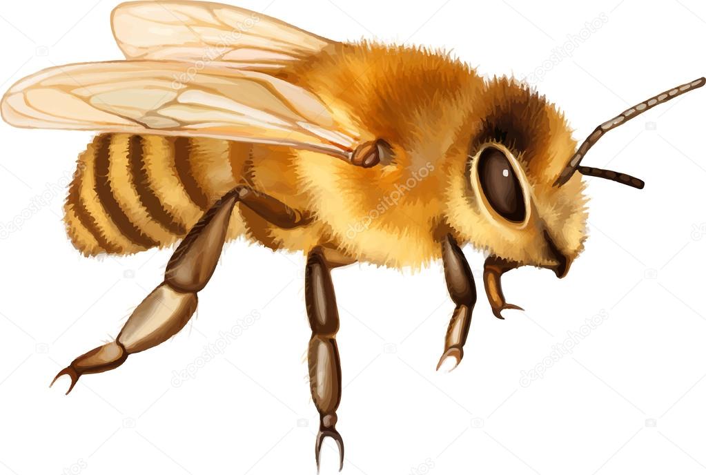 Pretty bee