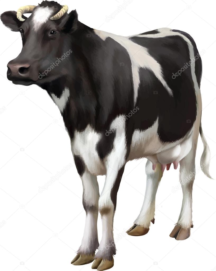 Standing cow