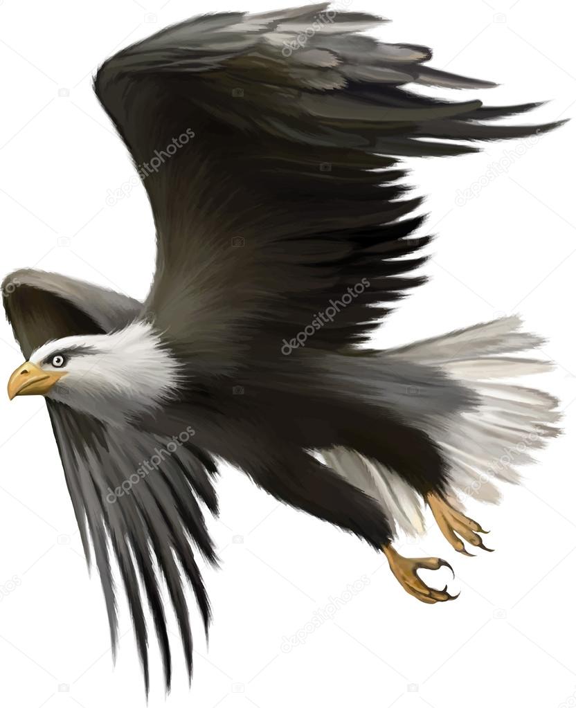 Vector illustration of american bald eagle
