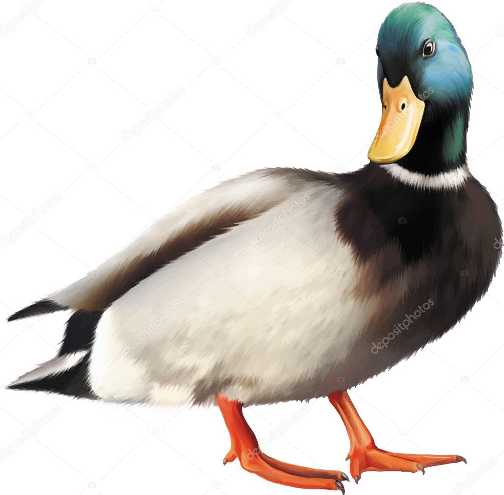 Colorful male mallard duck
