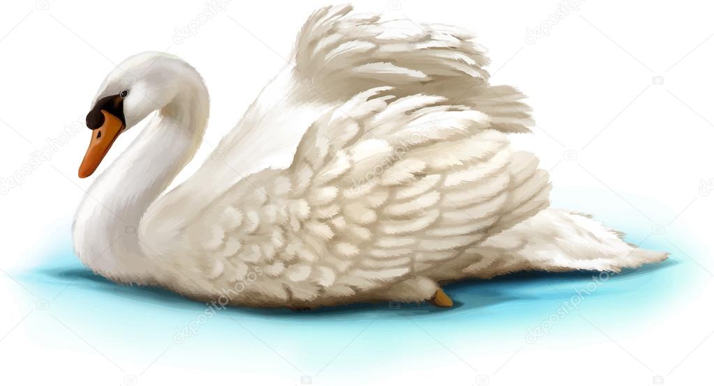 Bird swan swims