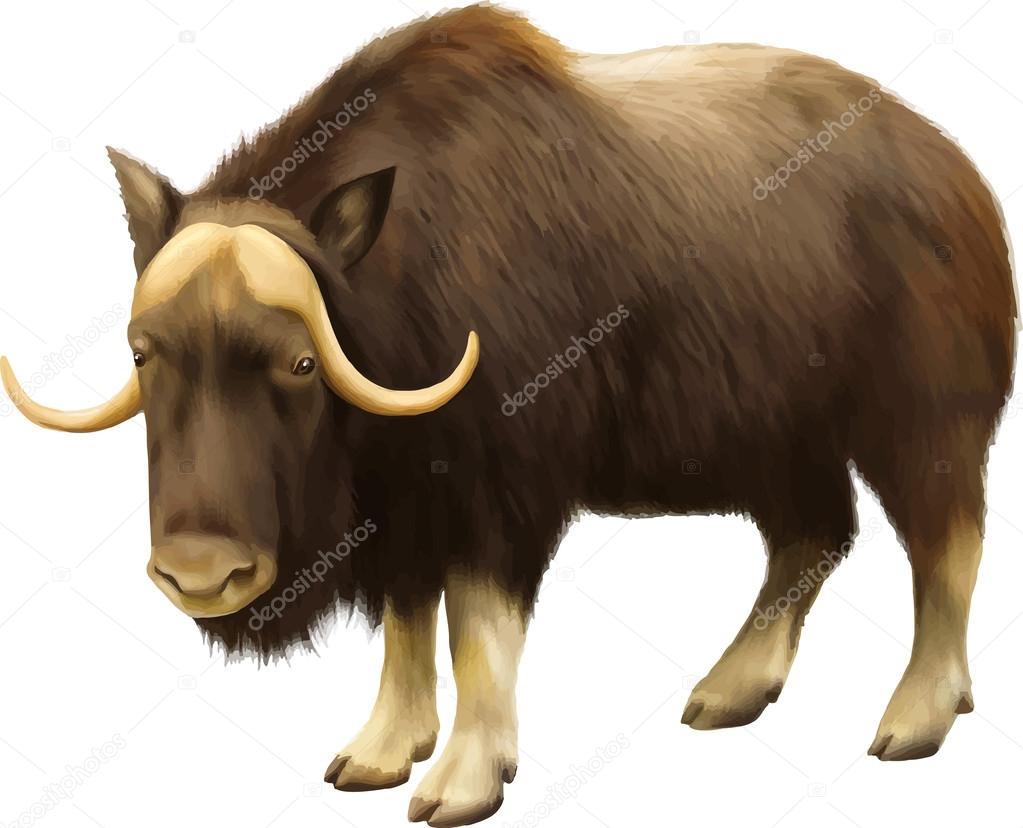 Musk-ox — Stock Vector © artnature #44580737