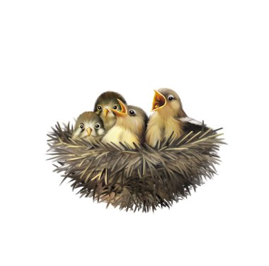 Four hungry baby sparrows in a nest wanting the mother bird to come and feed them, Bird nest with young birds clipart