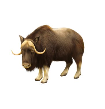 Illustration of musk-ox isolated on white background clipart