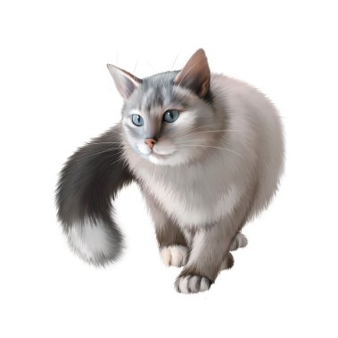 kedi beyaz izole arka planda