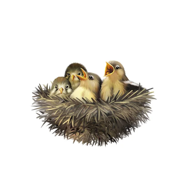 Yuvadaki dört aç yavru serçe anne kuşun gelip onları beslemesini istiyor. Yavru kuşlarla kuş yuvası.