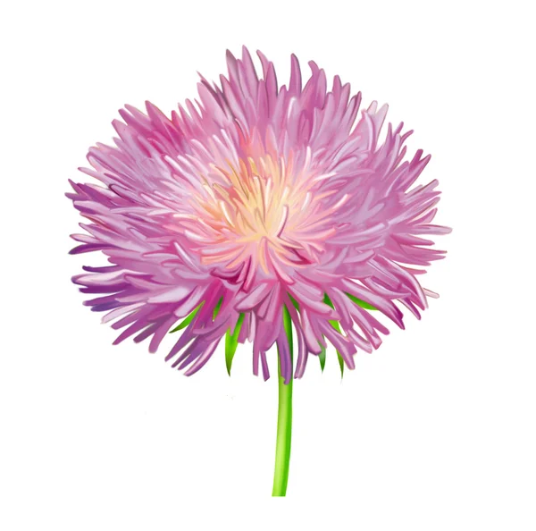 Thistle bloemen, roze daisy, illustratie geïsoleerd op wit — Stockfoto