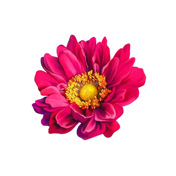 Mona Lisa flor, rosa flor, primavera flower.Isolated no fundo branco . — Fotografia de Stock