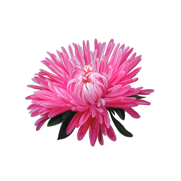 Aster. roze bloem, lente flower.isolated op witte achtergrond. — Stockfoto