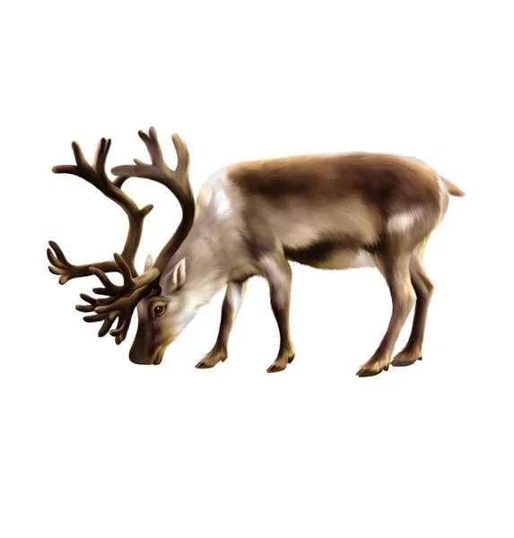 Illustration of musk-ox isolated on white background — Stock Photo, Image
