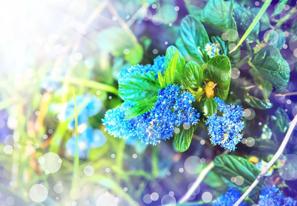 Fondo con pequeñas flores azules — Foto de Stock