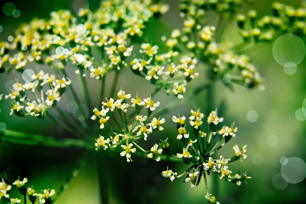 Taze maydanoz çiçek — Stok fotoğraf