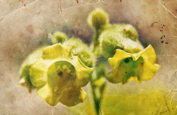 पिवळा फुले पार्श्वभूमी — स्टॉक फोटो, इमेज