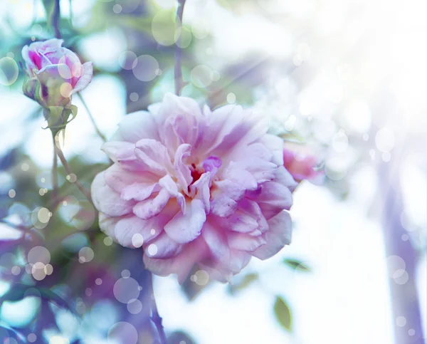 Rosas rosadas con gotas de rocío . — Foto de Stock