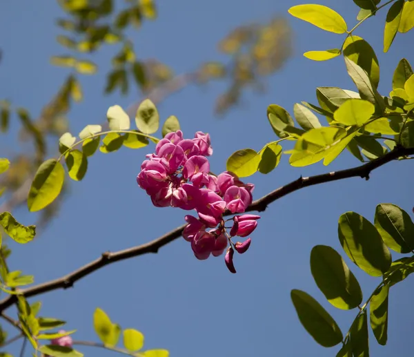 Roze bloemen, acacia — Stockfoto