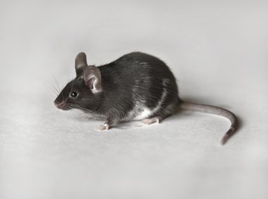 sevimli siyah beyaz fare