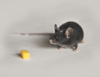 sevimli siyah beyaz fare